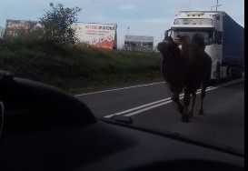 Nikt na razie nie wie jakim cudem egzotyczne zwierzę...