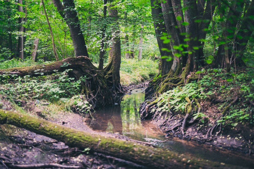 Srebrna meandruje, zaś jej brzegi i bezpośrednią okolicę...