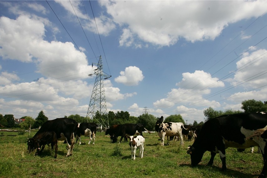 Poznajmy najlepszych hodowców bydła w powiecie siemiatyckim i mleczne statystyki dla poszczególnych gmin