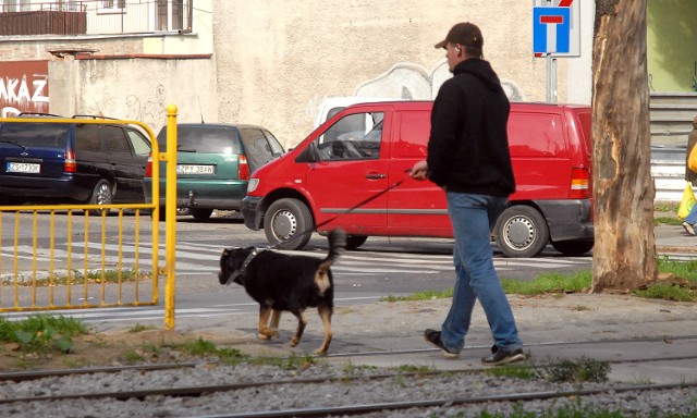 W Szczecinie jest za mało wybiegów dla psów. Na prawie 14 tys. zarejestrowanych czworonogów wyznaczono dla nich jedynie cztery miejsca.
