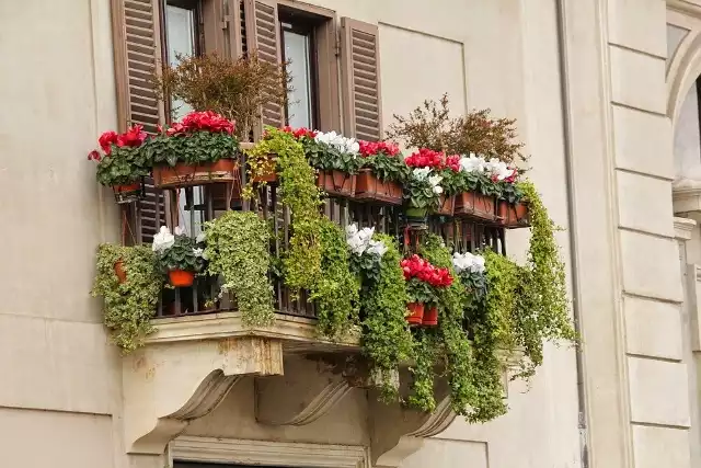 TOP 10 kwiatów balkonowychCzas sadzić kwiaty na balkonach. Za oknami jest już letnia temperatura. Ale - uwaga - nie wszystkie kwiaty są jednakowo odporne na ewentualne przymrozki. Które? Jakie i gdzie sadzić? Jak często podlewać? Zobaczcie naszą galerię.