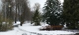 Katowice. Zima w Parku Kościuszki. Śnieg kontrastuje z zielonymi choinkami. W takim wydaniu nie widzieliście go od lat!