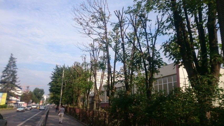 Zdjęcia drzew przy ul. Braniborskiej. Stan na sierpień 2016.