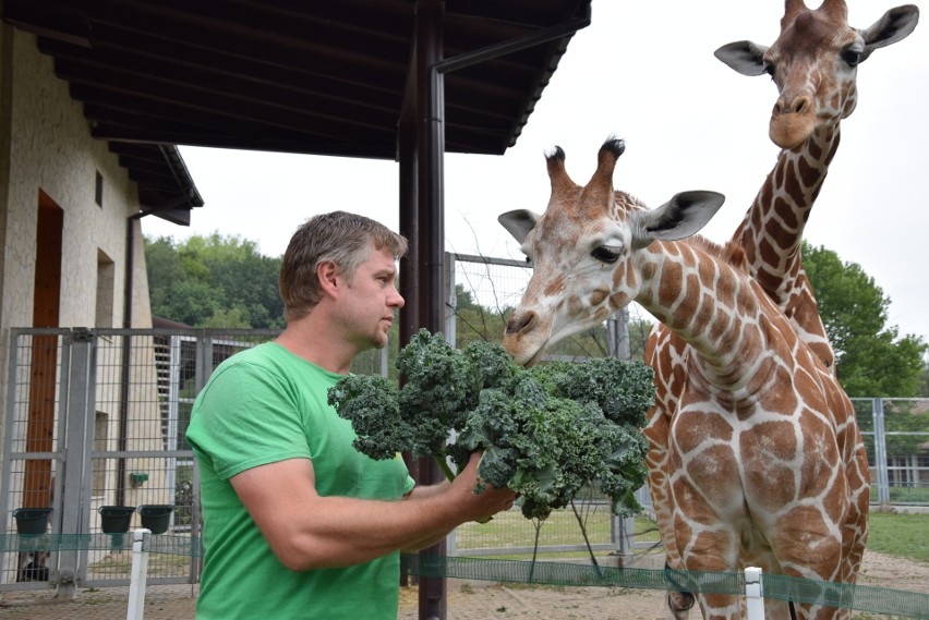 Pierwsze urodziny Luny w śląskim zoo