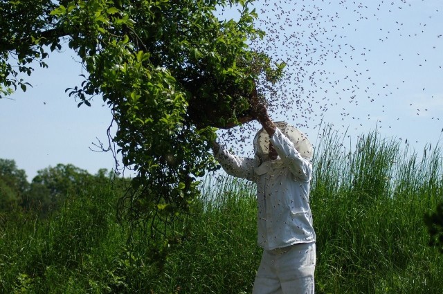 W tym roku pszczoły zaczęły się roić o miesiąc wcześniej niż zwykle. Pszczelarze mówią, że to przez chłód.
