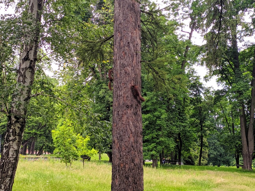 Parki Podjasnogórskie

Można tu często spotkać wiewiórki