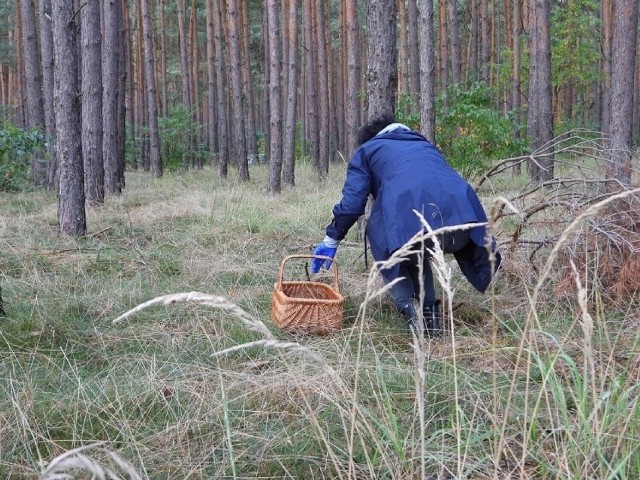 Mieszkanka gminy Człopa nie dość, że do lasu wybrała się sama, to jeszcze nie zabrała ze sobą telefonu. Błąkała się po lesie, ale nie miała, jak wezwać pomocy.