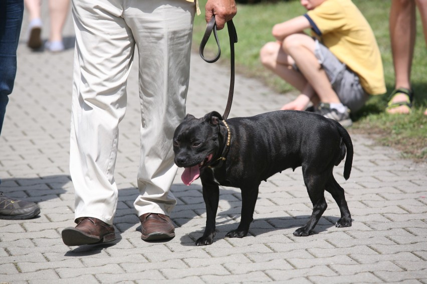 Wystawa psów rasowych w Będzinie ZDJĘCIA