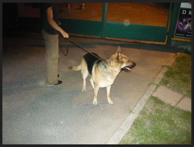 Pies znaleziony w dniu 07.08.2013 roku o godz. 21:50 na ul. Żeglarskiej 69a w Bydgoszczy przy działce POD nr 128.