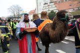 Wielobarwny Orszak Trzech Króli w Oleśnicy. Były anioły, diabły, rycerze i wielbłąd. "To rodzinne święto"