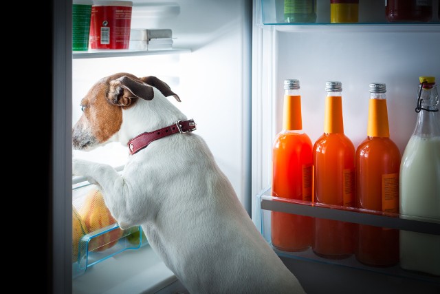 Miska lodów kosztuje 4 złote. Niedługo w ofercie znajdą się też specjalne lody dla psów nie zawierające laktozy.