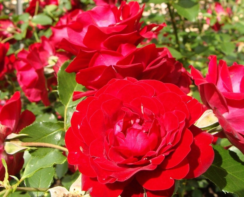 Czerwone kwiaty to wyjątkowo mocny akcent w ogrodzie i na...