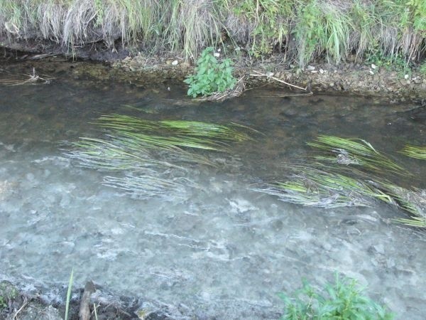 Rzeka Belińska (zwana również Czarną Strugą), która płynie wśród łąk do zbiornika Biadaszek jest pełna białych strzępieli, czyli osadów po ściekach z mleczarni.