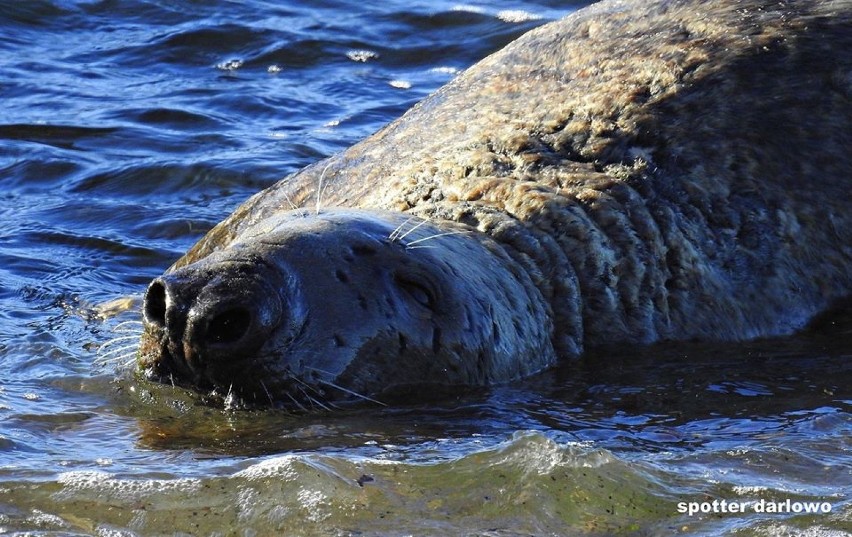 Ranna foka wypłynęła na brzeg na plaży w Jarosławcu [ZDJĘCIA, WIDEO]