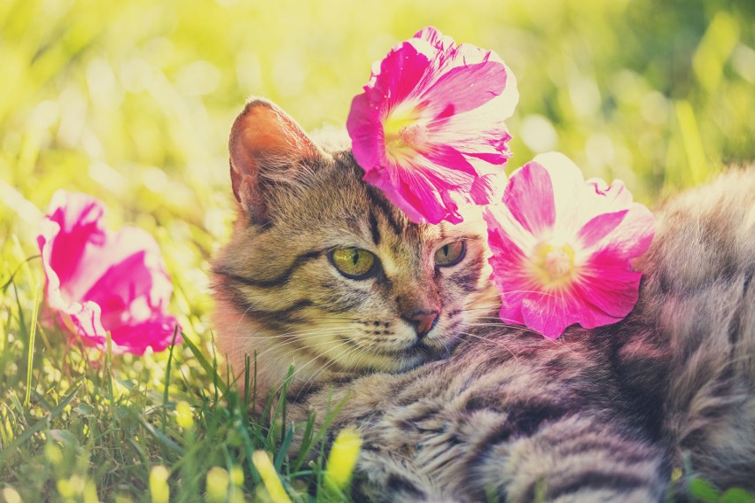 Rośliny trujące dla kotów. Masz w domu kota? Pamiętaj, że niektóre popularne i piękne rośliny mogą mu zaszkodzić