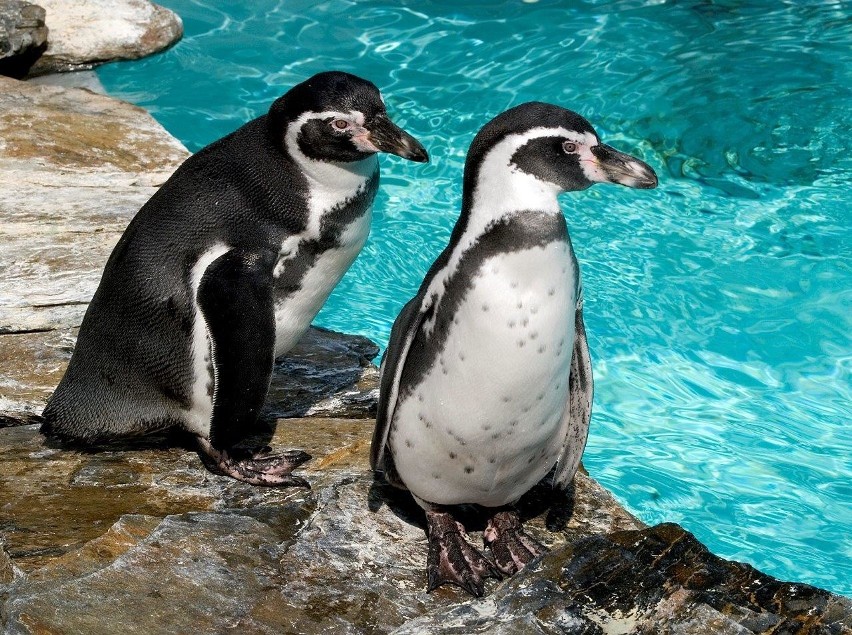 Pingwiny Humboldta (Spheniscus humboldti), nazywane również...