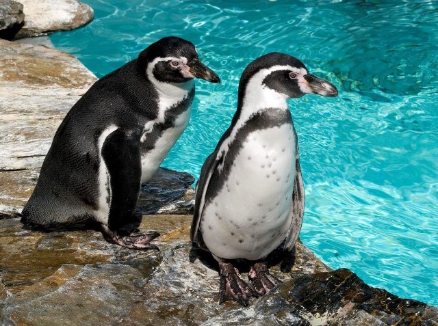 Pingwiny Humboldta (Spheniscus humboldti), nazywane również pingwinami peruwiańskimi, w naturalnym środowisku występują na wybrzeżach Peru i Chile.