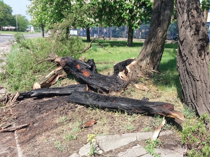 W trakcie burzy, która przeszła nad Łodzią, spłonęło drzewo rażone piorunem przy ul. św. Teresy [zdjęcia]