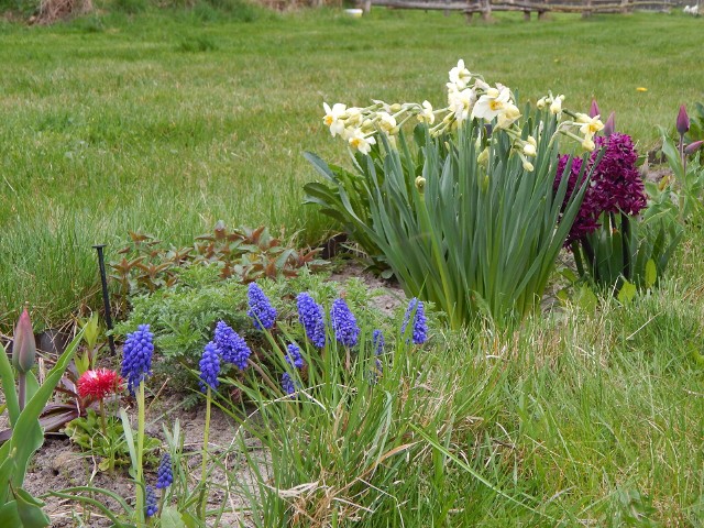 Rośliny cebulowe: szafirki, tulipany, hiacynty i narcyzySzafirki mogą rozrastać się w jednym miejscu przez co najmniej kilka lat, jeśli zadbamy o coroczne nawiezienie. Hiacynty i narcyzy warto przesadzić co trzy-cztery lata, a tulipany nawet co roku, by każdej wiosny zachwycały dorodnymi kwiatami.