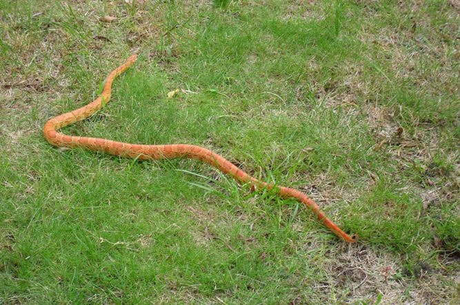 Znaleziony wąż okazał się nie groźnym wężem zbożowym.