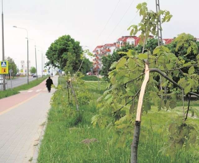 Nieznany sprawca (lub sprawcy) zniszczyli 13 młodych drzew w Łomży