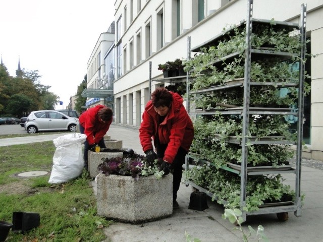 We wtorek ogrodnicy wymieniali kwiaty w gazonach przy ulicy Żeromskiego.