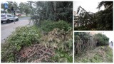 Ogrodniczy horror na Pogodnie w Szczecinie. Zamiast przyciąć, zdewastowano osiedlową zieleń. ZDJĘCIA