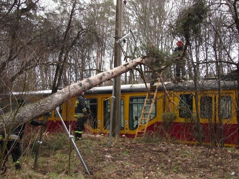 Sosna runęła na tramwaj pod Zgierzem [FILM]