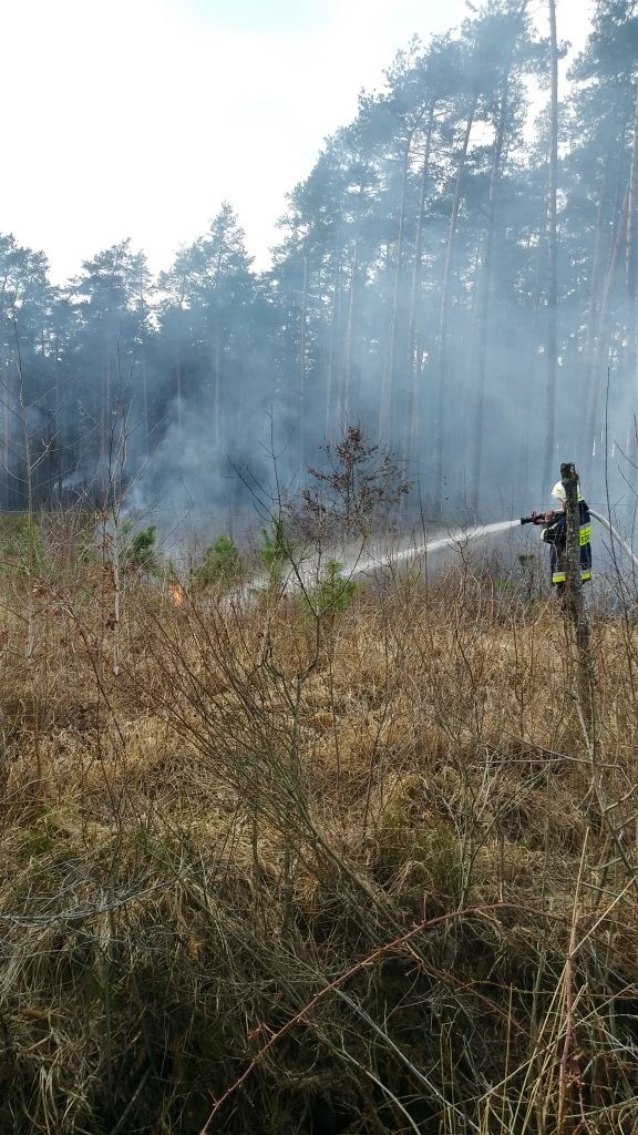 Pożar w Nadleśnictwie Włodawa. Spłonęły 33 hektary lasu. Zobacz zdjęcia