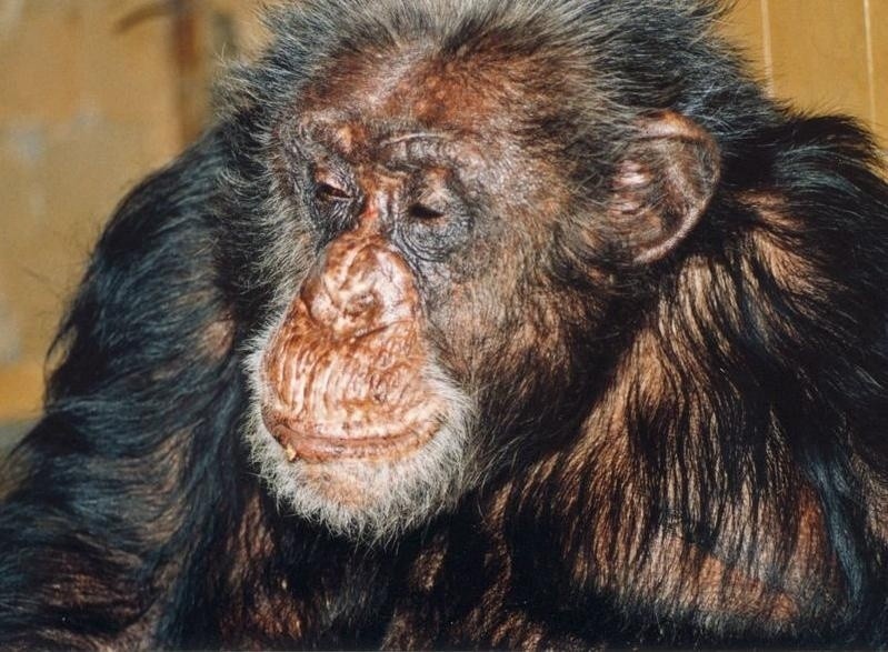 Najstarszy szympans z wrocławskiego zoo nie żyje. Boy miał 38 lat (ZOBACZ ZDJĘCIA)