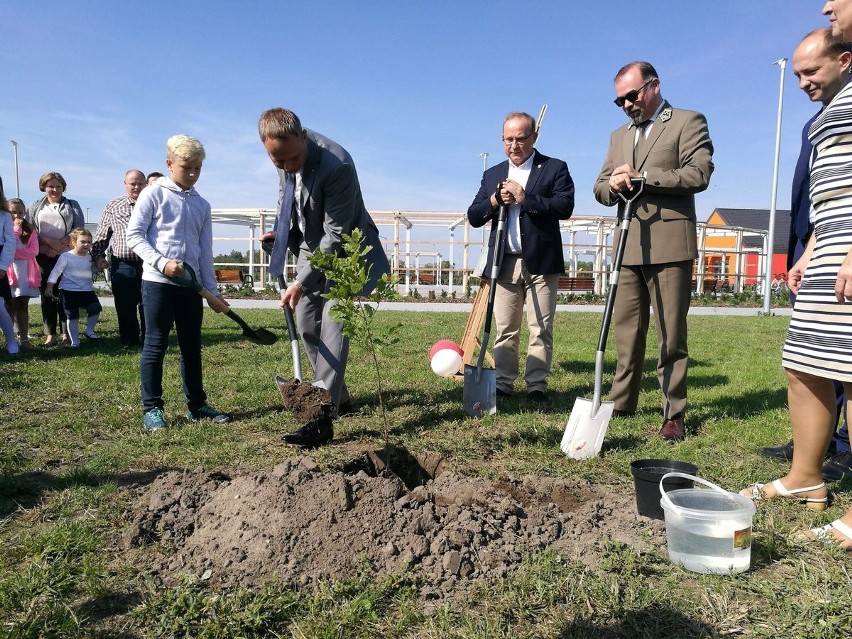 Dąb Józef Piłsudski. Nowe drzewo przy podstawówce