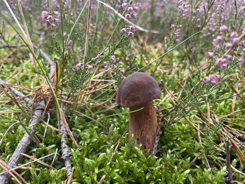 Malutkie podgrzybki polecają się do marynowania. Cierpliwi i...