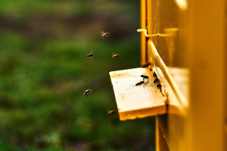 Pszczoły na dachach są dziś w każdym mieście. Pszczelarz Mieczysław Janik mówi o pasiekach na Lubelszczyźnie
