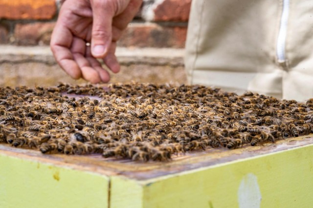 Pszczelarze po raz kolejny mogą skorzystać ze wsparcia sektora w 2023 roku.