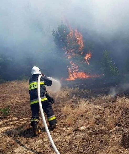 Duży pożar lasu i nieużytków w powiecie wieluńskim. Ogień gasiło 19 jednostek straży [FOTO]