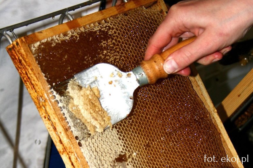 Dlaczego pszczoły giną i jak je uratować?