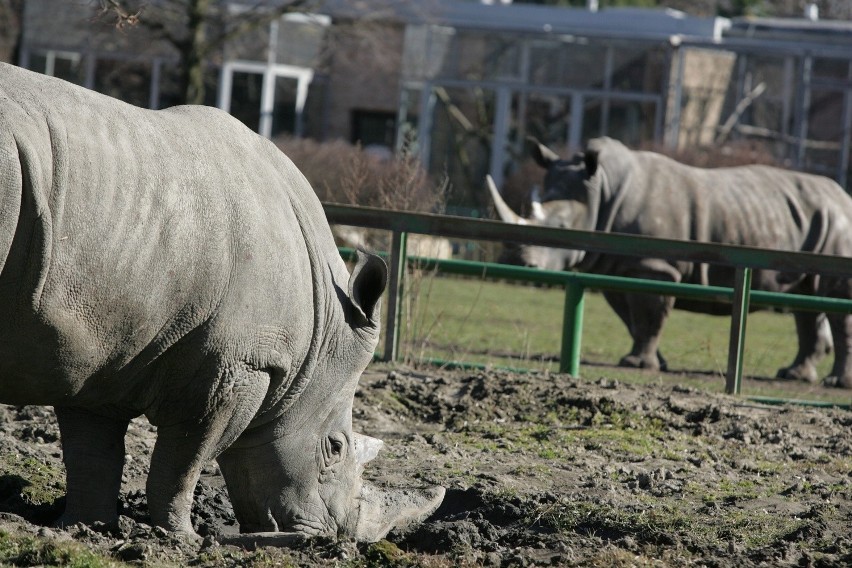 Śląski Ogród Zoologiczny