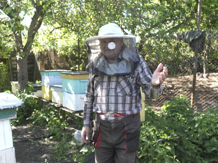 Pszczoły znowu giną po rolniczych opryskach. Tym razem w Zajączkowie w gminie Kobylnica