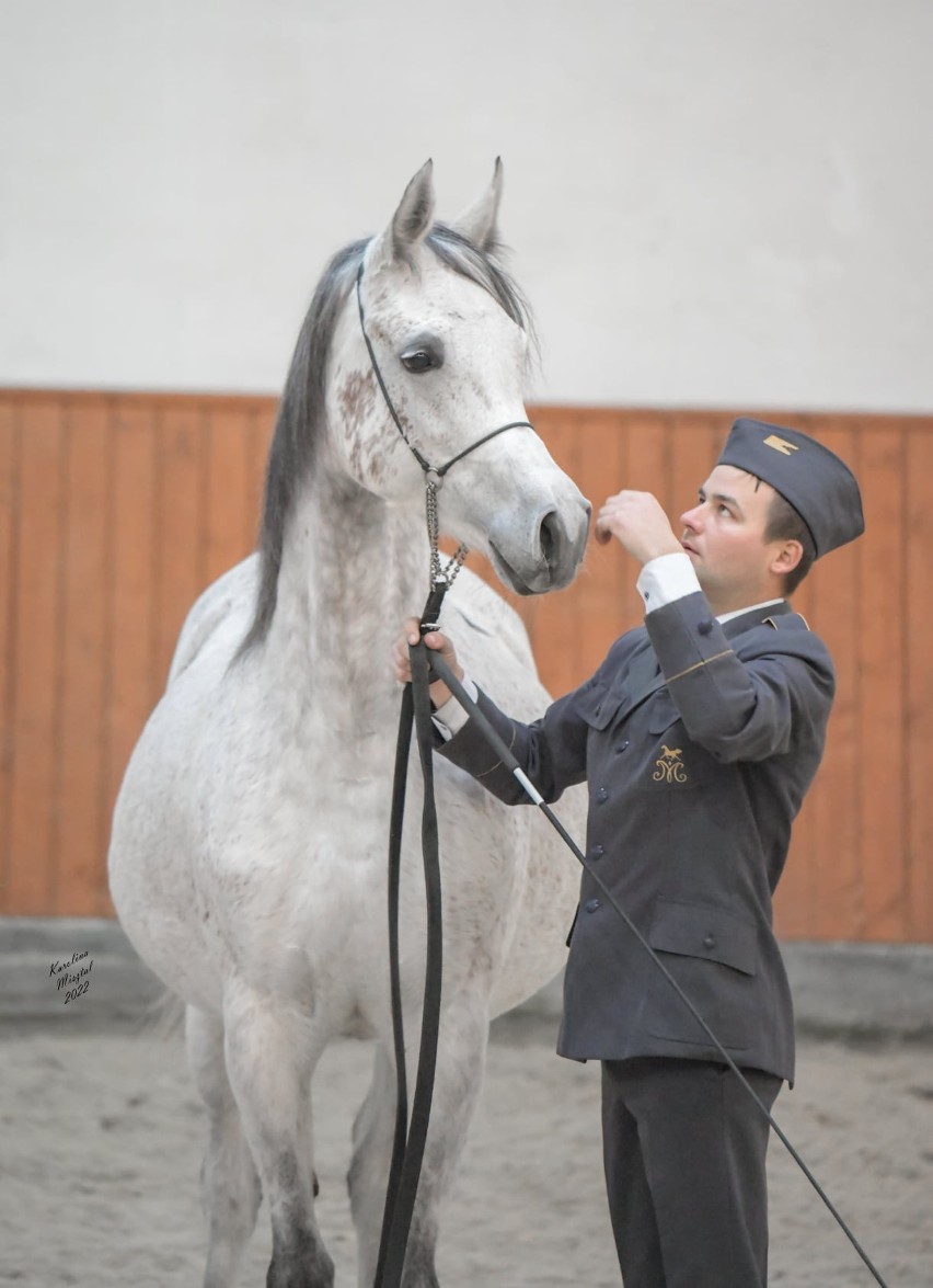 Winter Arabian Horse Auction w stadninie w Michałowie. Sprzedano 7 koni za 64 000 €