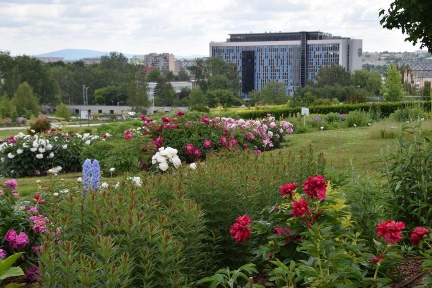 Zapachy i kolory w Ogrodzie Botanicznym w Kielcach zachwycają. Kwitną róże i piwonie. Zobacz zdjęcia i film