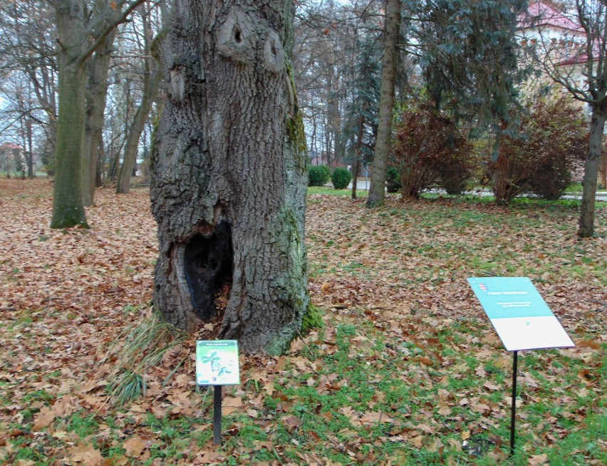 Dąb Hubert, jeden z pomników przyrody na terenie parku przy...