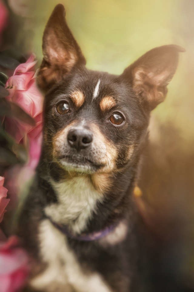 Murzyn jest małym psem w wieku około dziewięciu lat. Jego właściciel trafił do szpitala, a pies musiał zostać oddany do schroniska. 