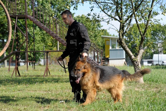 W zatrzymaniu wandala z Wrocławia pomógł policyjny pies - zdjęcie ilustracyjne