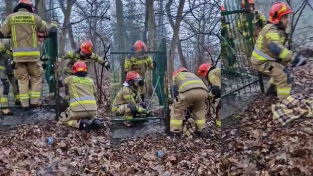 Gdyby nie strażacy nie wiadomo jakby potoczyły się losy sarenki. Zobaczcie nagranie z akcji.