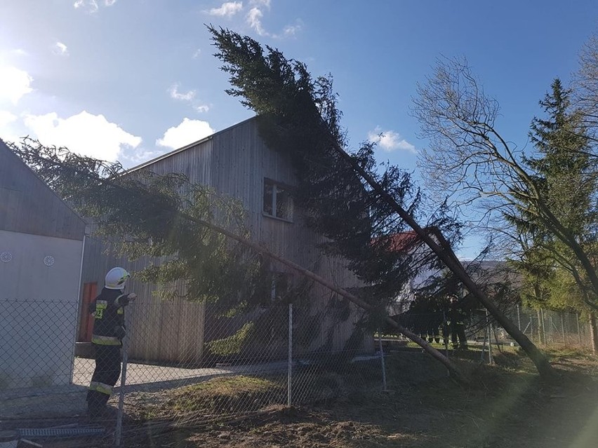 W poniedziałek nad ranem silny wiatr powalił drzewo na dom...