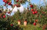 Z sadu w gminie Dwikozy ktoś wykopał i ukradł świeżo wsadzone jabłonki