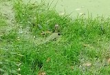 Krokodyl we Wrocławiu! Mały aligator zamieszkał nad Odrą [ZDJĘCIA - 4.10.2020]