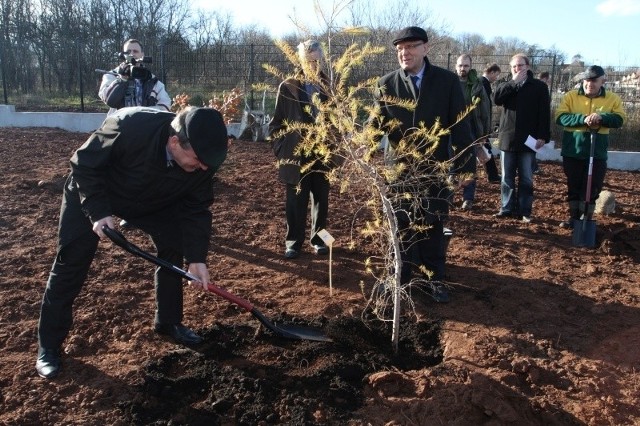 Prezydent Kielc Wojciech Lubawski posadził w Ogrodzie Botanicznym modrzew polski, bo takie drzewo wybrał.