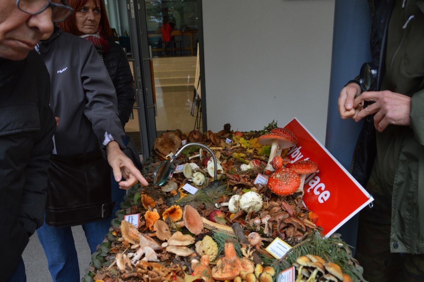 Wystawa grzybów w Parku Krajobrazowym Dolina Słupi.