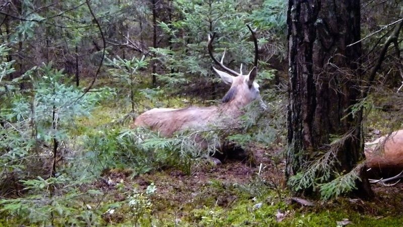 Rykowisko to okres godowy jeleni, trwający na jesieni. W tym...